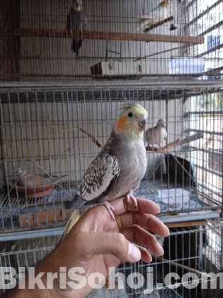 Adult Cockatiel Pair